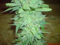 Bild von JAHJAHChildren (Blue Cheese)