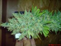 Bild von JAHJAHChildren (Blue Cheese)