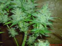 Bild von JAHJAHChildren (Blue Cheese)