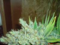 Bild von JAHJAHChildren (Blue Cheese)