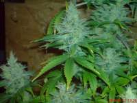 Bild von JAHJAHChildren (Blue Cheese)