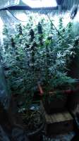 Big Buddha Seeds Bubble Cheese - ein Foto von Watalaif