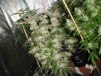 Big Buddha Seeds Buddha Tahoe - ein Foto von mgpawn