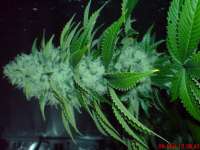 Big Buddha Seeds Cheese Dawg - ein Foto von JAHJAHChildren