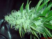 Big Buddha Seeds Cheese Dawg - ein Foto von JAHJAHChildren