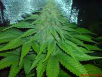 Big Buddha Seeds Cheesus - ein Foto von JAHJAHChildren