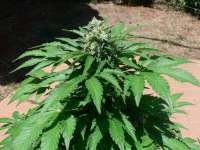 Big Buddha Seeds Cheesus - ein Foto von sensamella