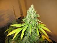 Big Buddha Seeds Cheesy Dick - ein Foto von nobbyhob