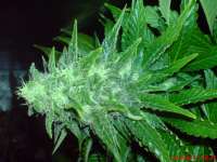 Big Buddha Seeds Cheesy Dick - ein Foto von JAHJAHChildren