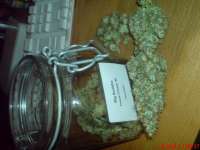 Big Buddha Seeds Freeze Cheese '89 - ein Foto von JAHJAHChildren