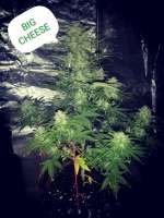 Big Head Seeds Big Cheese Auto - ein Foto von Mivanittbatya