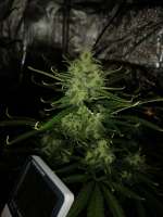 Big Head Seeds Big Cheese Auto - ein Foto von Mivanittbatya