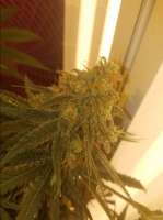 Big Head Seeds Dogstar Dawg - ein Foto von LGMR5