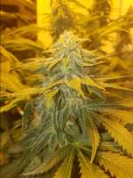 Big Head Seeds Dogstar Dawg - ein Foto von LGMR5