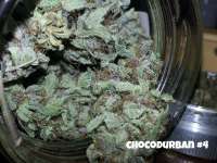 Bigdogs Seeds Collection ChocoDurban - ein Foto von admin