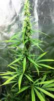 Bild von BigdogsSeeds (Purple Rain)