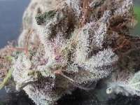 Bigdogs Seeds Collection Purple Rain - ein Foto von admin