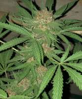 Bio.dynamic Grown Cultivars T.C.C.E - ein Foto von BiodynamicGrownCultivars