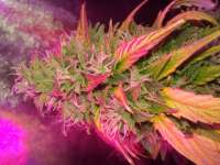 Black Skull Seeds Diesel Matic - ein Foto von HipGrower