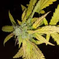 Bild von Wiji30 (Black Mamba Auto CBD)