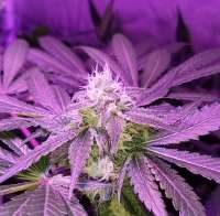 Blim Burn Seeds Girl Scout Cookies - ein Foto von Tzolkin