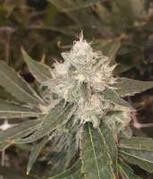 Blim Burn Seeds Granddaddy Purple - ein Foto von RogerRamjet