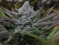 Blim Burn Seeds Granddaddy Purple - ein Foto von Tombstonex