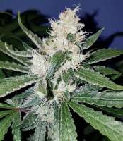 Blim Burn Seeds Santa Muerte - ein Foto von Tzolkin