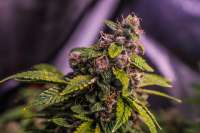 Blind Rooster Seeds Mother Of Berry (MOB) - ein Foto von PHENOS