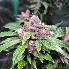 Blind Rooster Seeds Mother Of Berry (MOB)