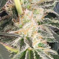 Bloom Seed Co Strawberry Bubbles - ein Foto von Downlowgrowz