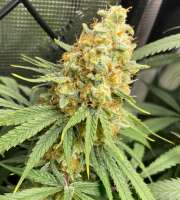 Bloom Seed Co Strawberry Guava - ein Foto von Frankensmokell