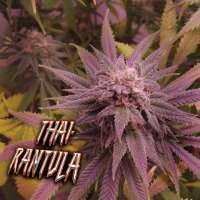 Bluerecluse Genetics THAI-Rantula - ein Foto von BlueRecluse