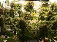 Bob Marley Seeds Auto Gagarin - ein Foto von Gerald999