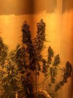 Bob Marley Seeds Auto Gagarin - ein Foto von GoThuran