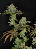 Bodhi Seeds Amrita - ein Foto von pupilfam