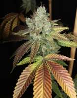 Bodhi Seeds Black Triangle - ein Foto von pupilfam