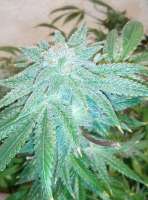 Bodhi Seeds Deep Line Alchemy 4 - ein Foto von Pascoool