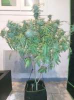 Bodhi Seeds Deep Line Alchemy 4 - ein Foto von Pascoool