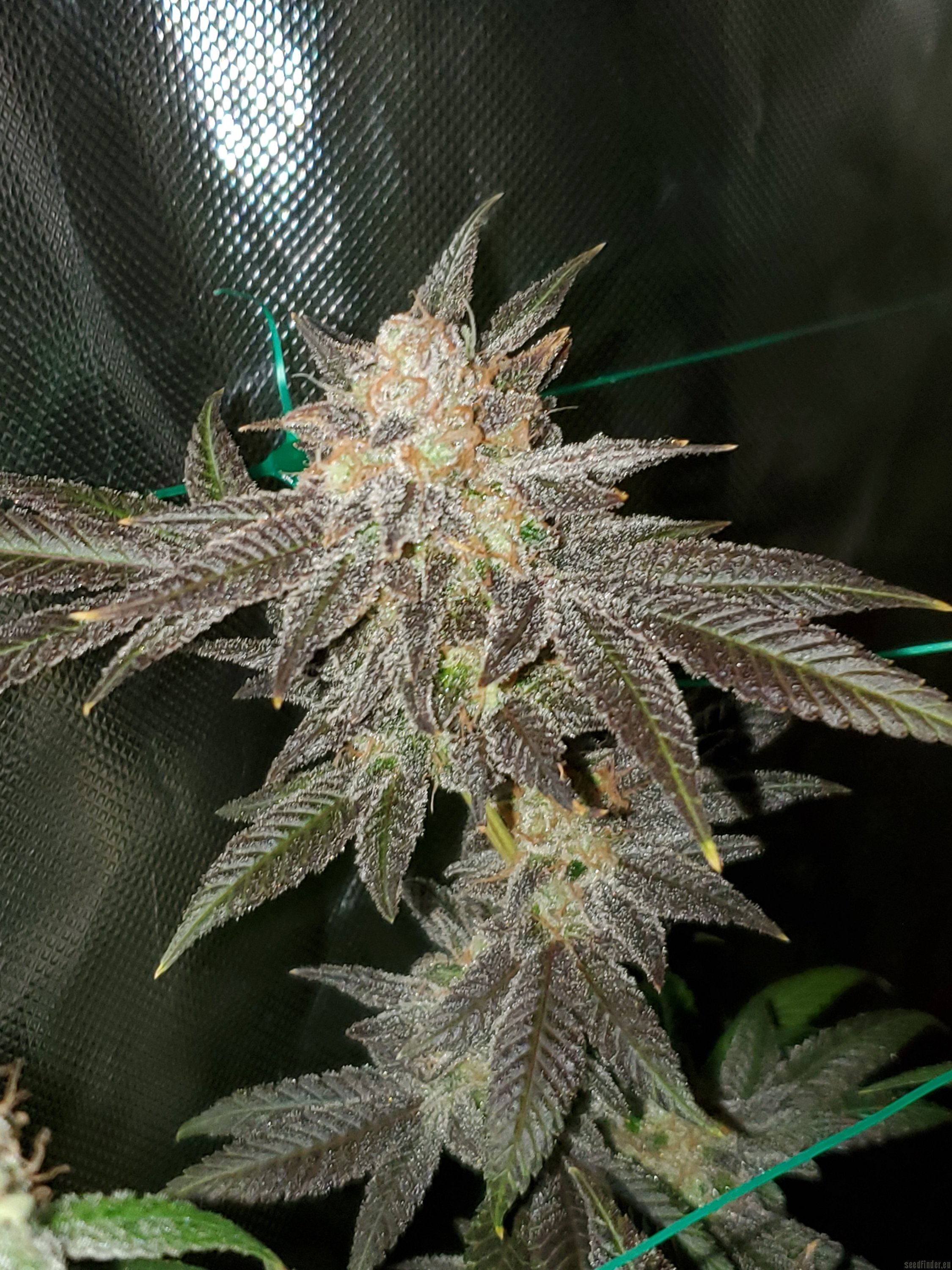 strain-galerie-granola-funk-bodhi-seeds-pic-23022042126673284-von