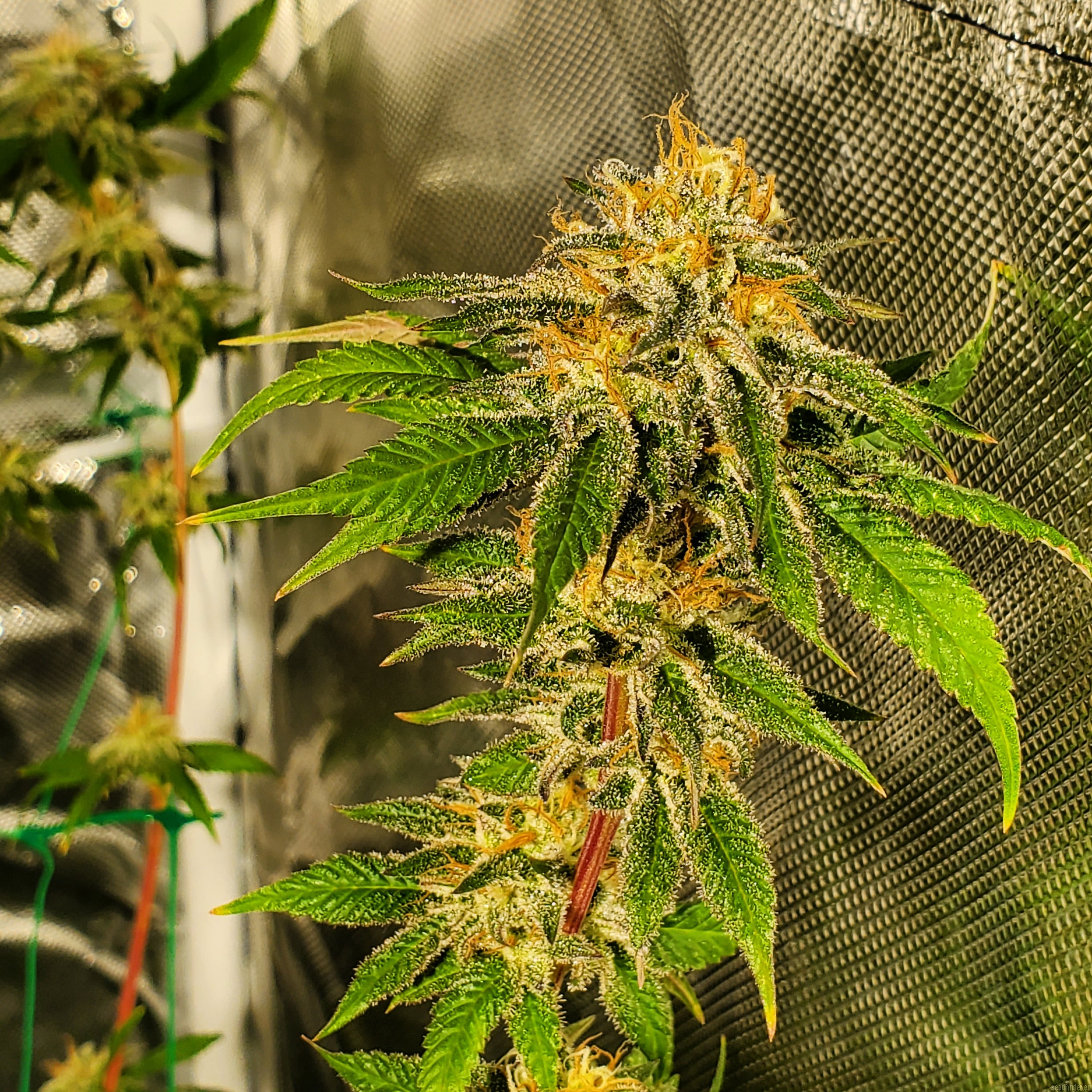 strain-galerie-granola-funk-bodhi-seeds-pic-23022093056932960-von