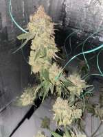 Bodhi Seeds Granola Funk - ein Foto von Jeremy710