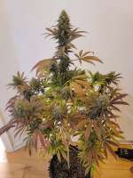 Bodhi Seeds Lavender Jack - ein Foto von VAhomegrown