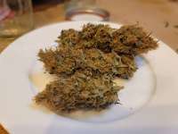 Bodhi Seeds Lavender Jack - ein Foto von VAhomegrown