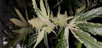 Bodhi Seeds Lavender Jack - ein Foto von LunarGenetics