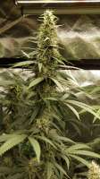 Bodhi Seeds Road Kill Unicorn - ein Foto von Grower13