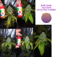 Bodhi Seeds Soul Food - ein Foto von 420meowmeowmeow