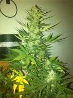 Bomb Seeds Auto Bomb - ein Foto von Naggi