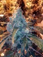 Bomb Seeds Berry Bomb - ein Foto von grinspoon