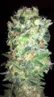 Bomb Seeds Cheese Bomb - ein Foto von kickingharold